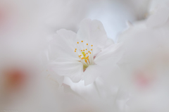 白桜