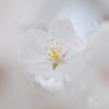 白桜