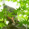 Wild bird　#2