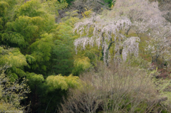 吉野山の桜　#3