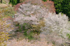 吉野山の桜　#1