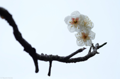 早春梅　#3