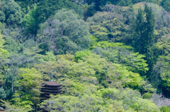 新緑2016 談山神社