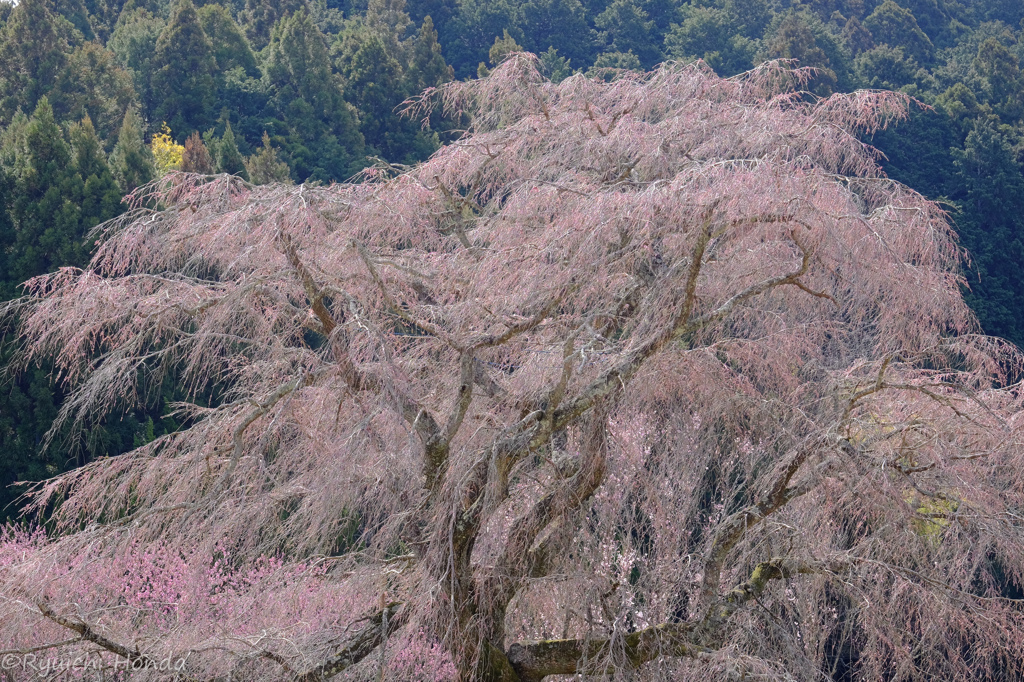 又兵衛桜2016　#2