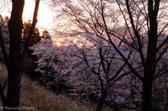 曽爾屏風岩の桜　#3