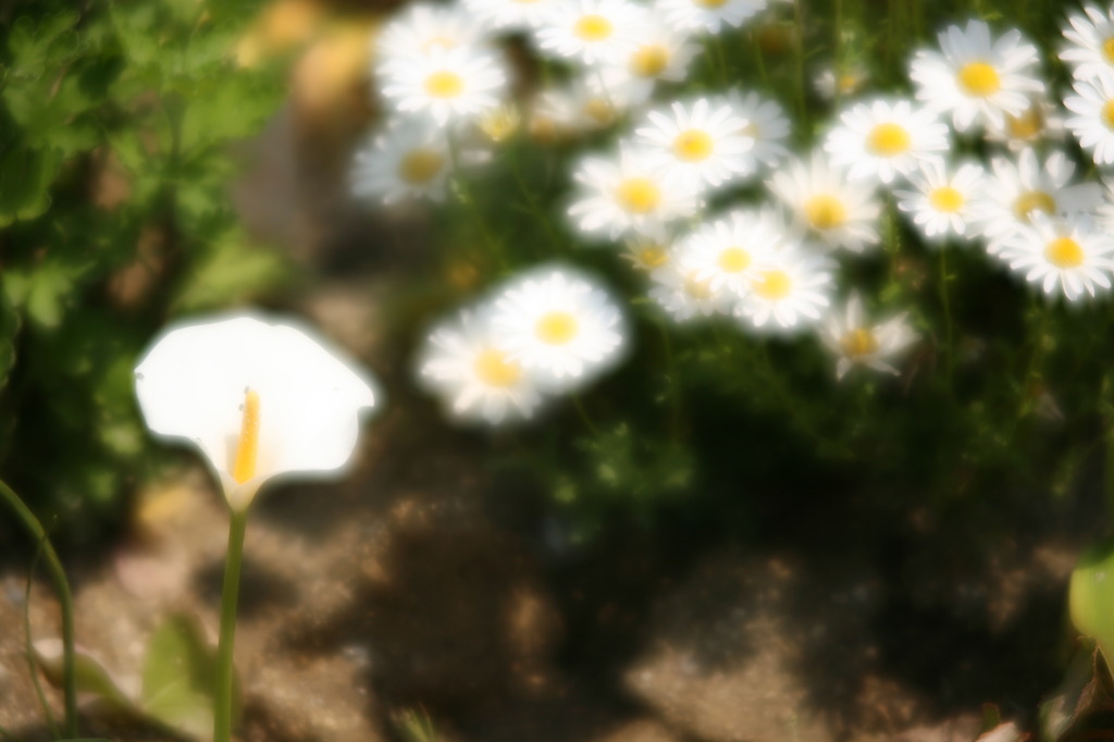 花壇の花にフレア