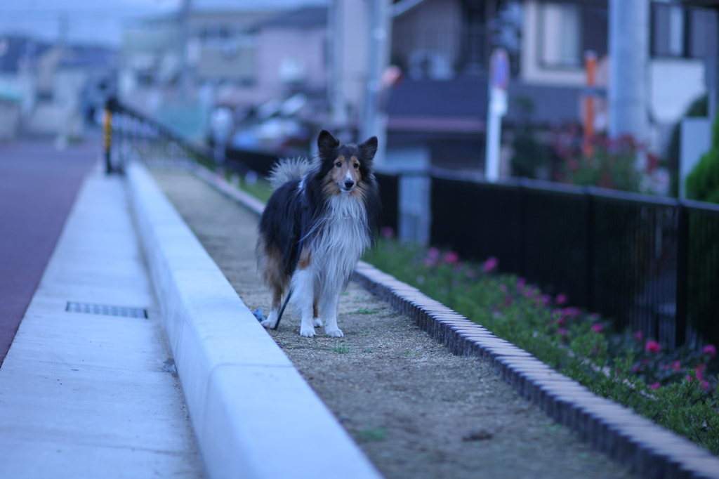 散歩中の待て