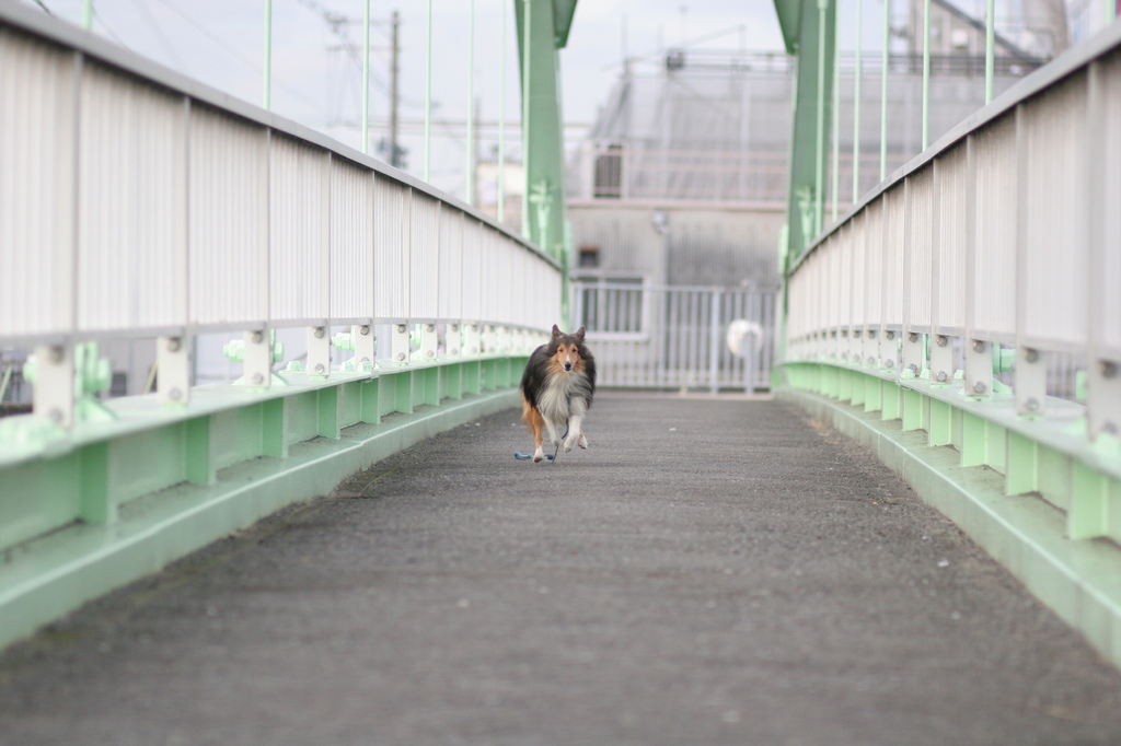 空飛ぶ犬