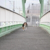 空飛ぶ犬