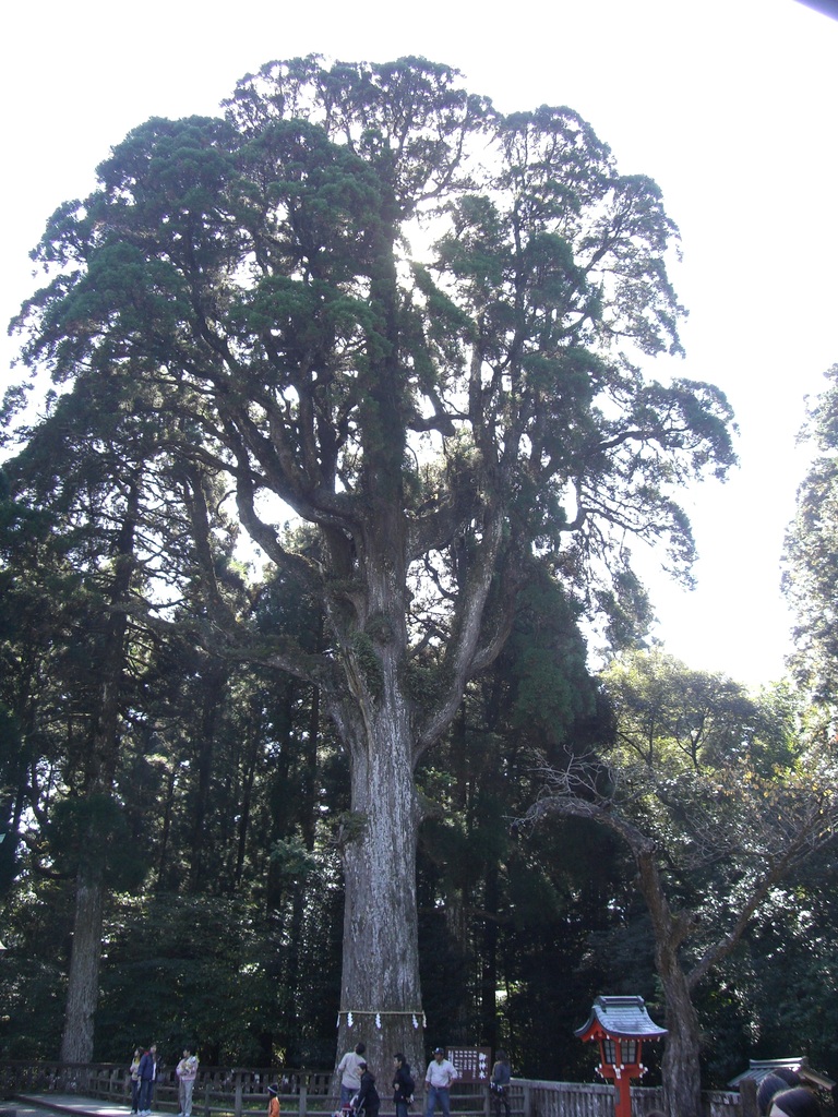 霧島神宮の大木