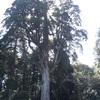 霧島神宮の大木