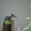 カワセミ