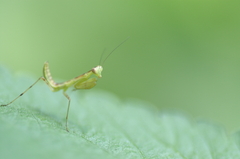 ハラビロカマキリ