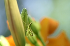 ハラビロカマキリ