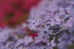 芝桜