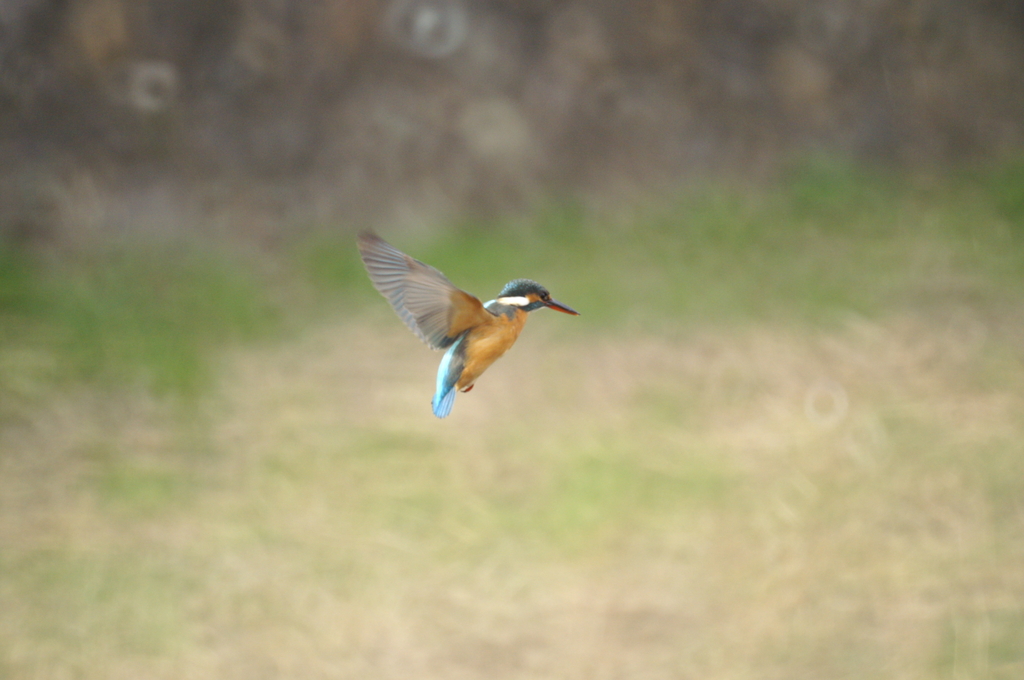 カワセミ