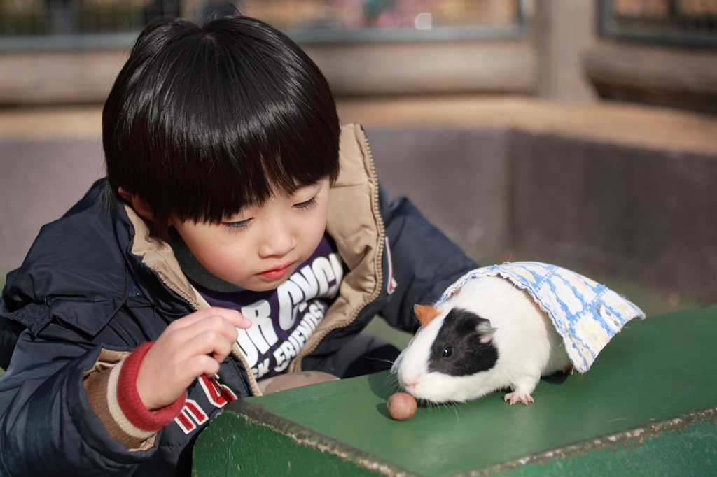 小動物とのふれあい