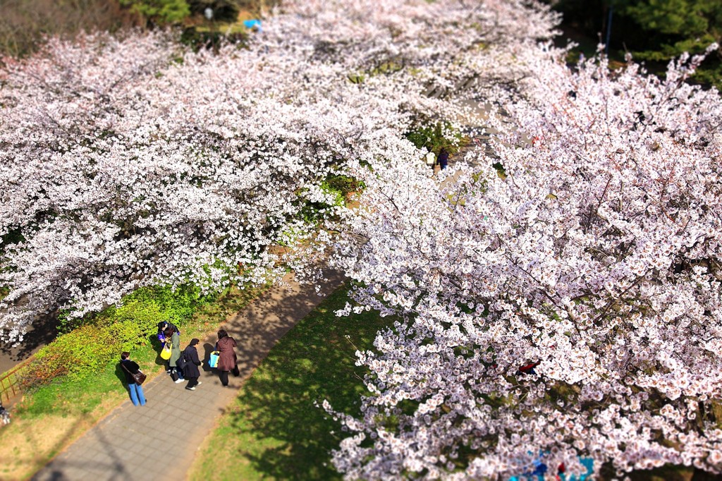 野島公園の桜