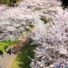 野島公園の桜