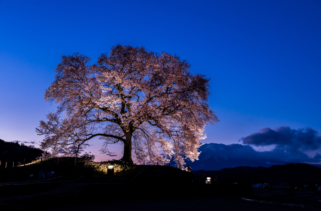 夕桜