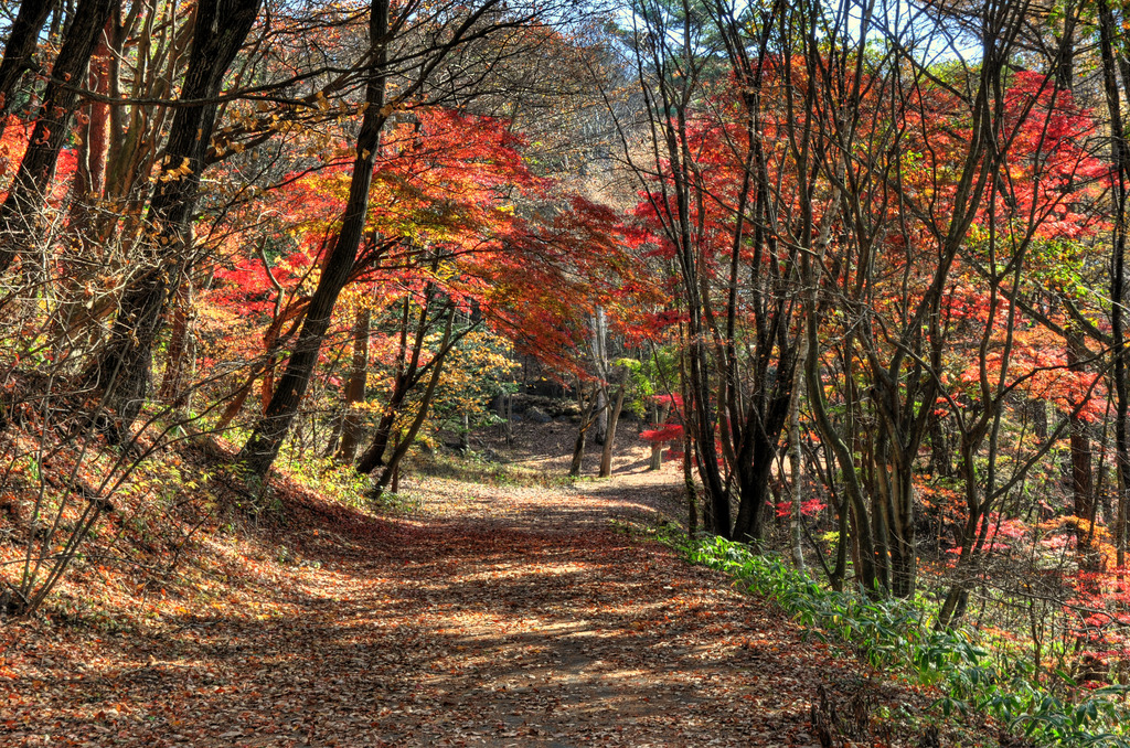 紅葉道