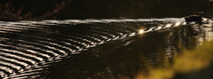 光跡