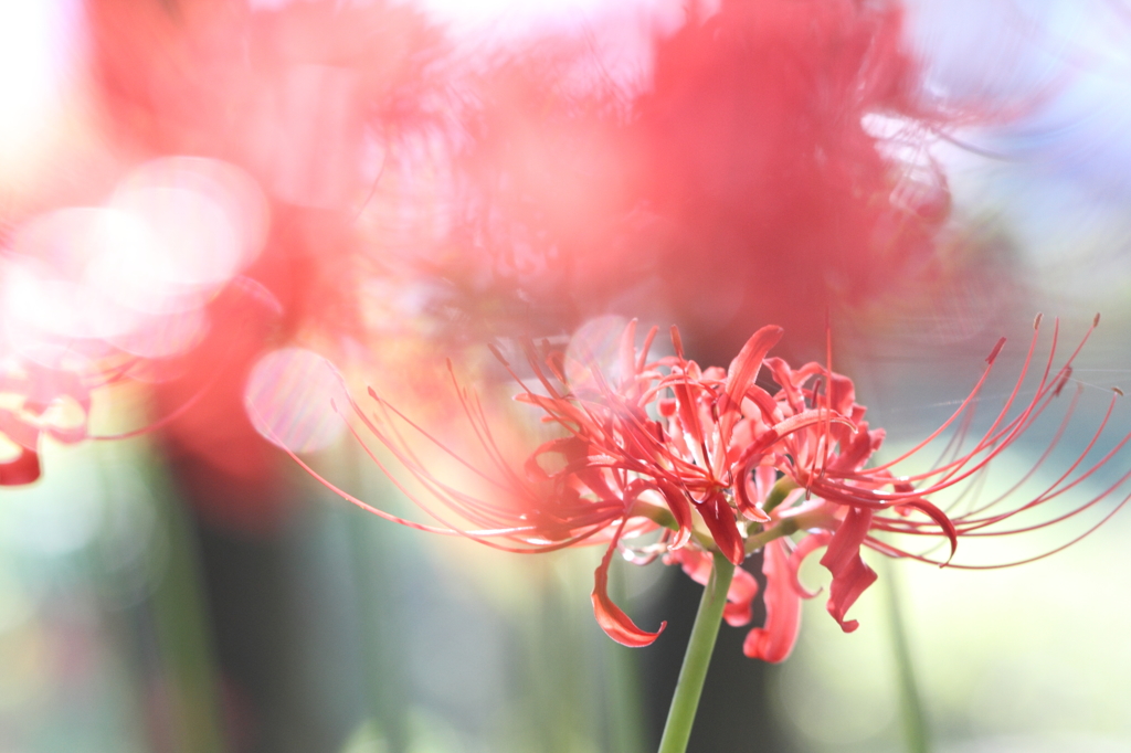 天上の花～光に満ちて～