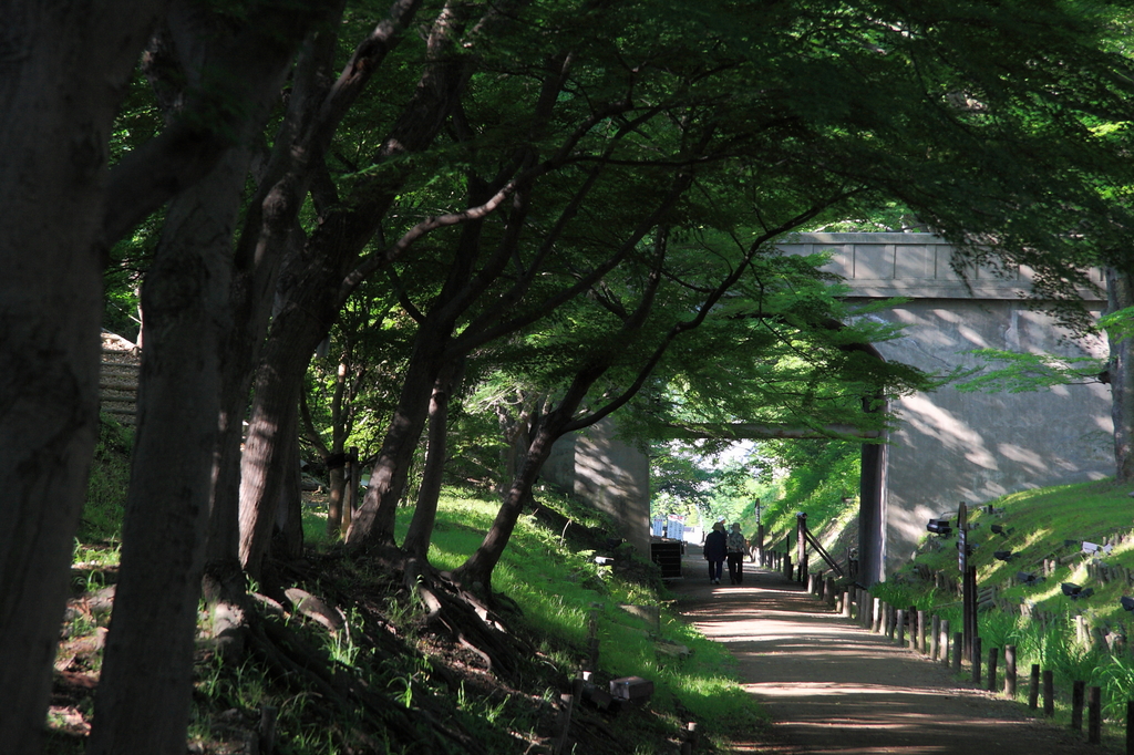 朝の散歩道