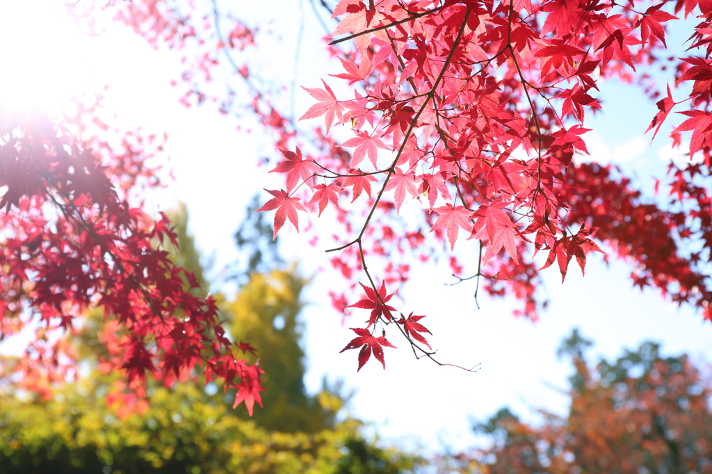 秋の朝日