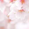 桜露