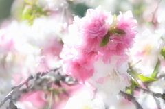 White＆Pink・・・春色Dream