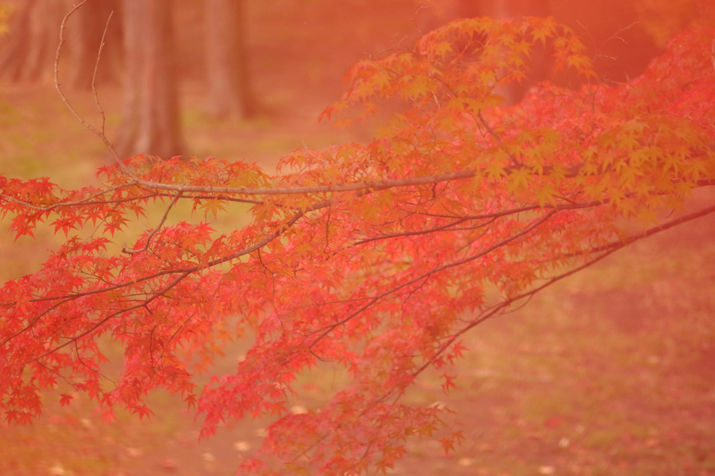 紅色ドリーム