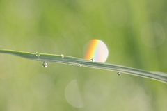 a rainbow in drop