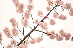 桜・九分九厘咲き
