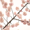 桜・九分九厘咲き