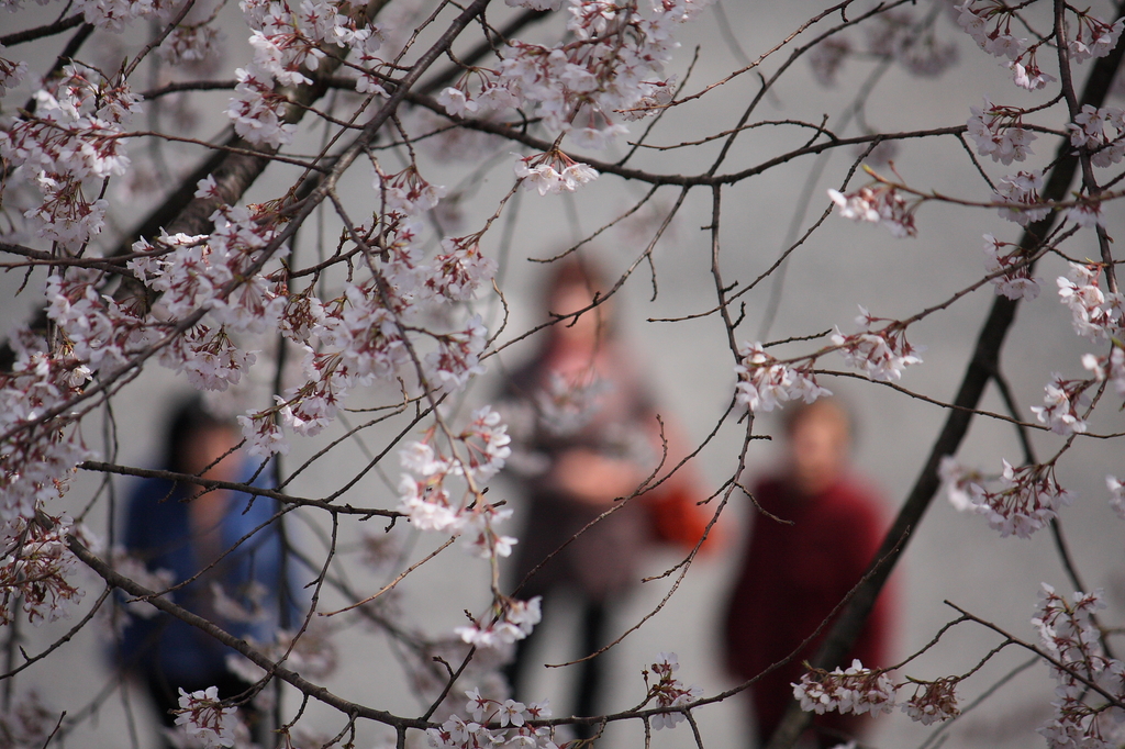 桜目線