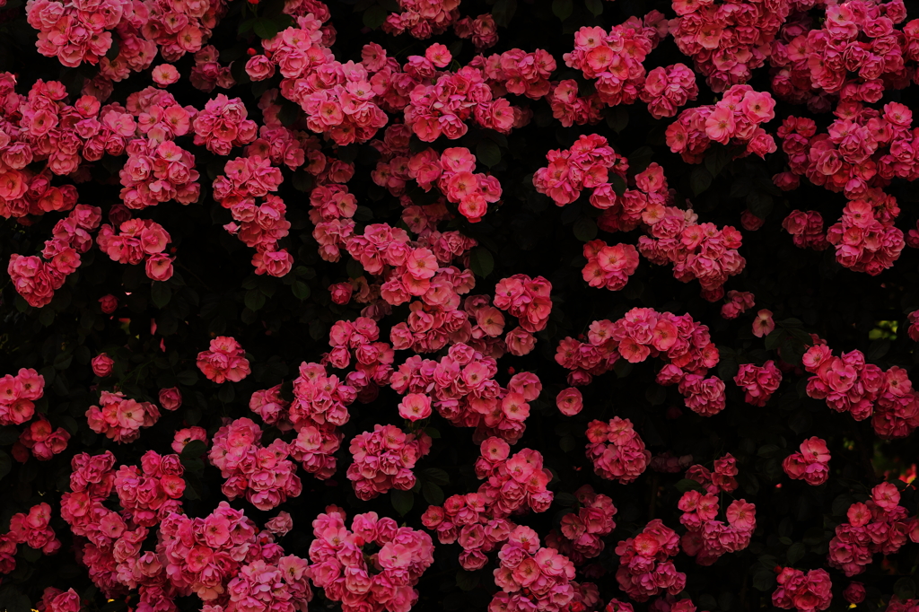 薔薇、繚乱