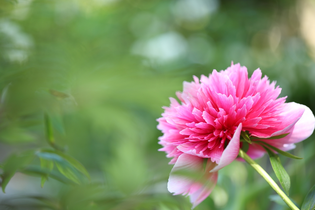 立てば芍薬・・・