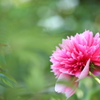 立てば芍薬・・・