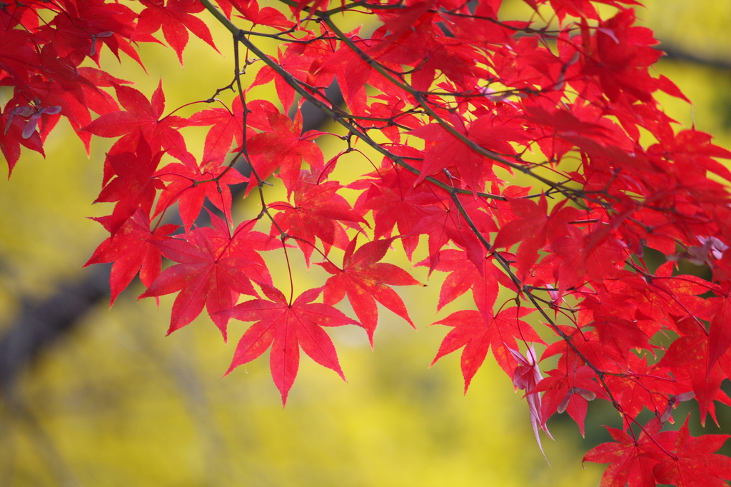 彩紅