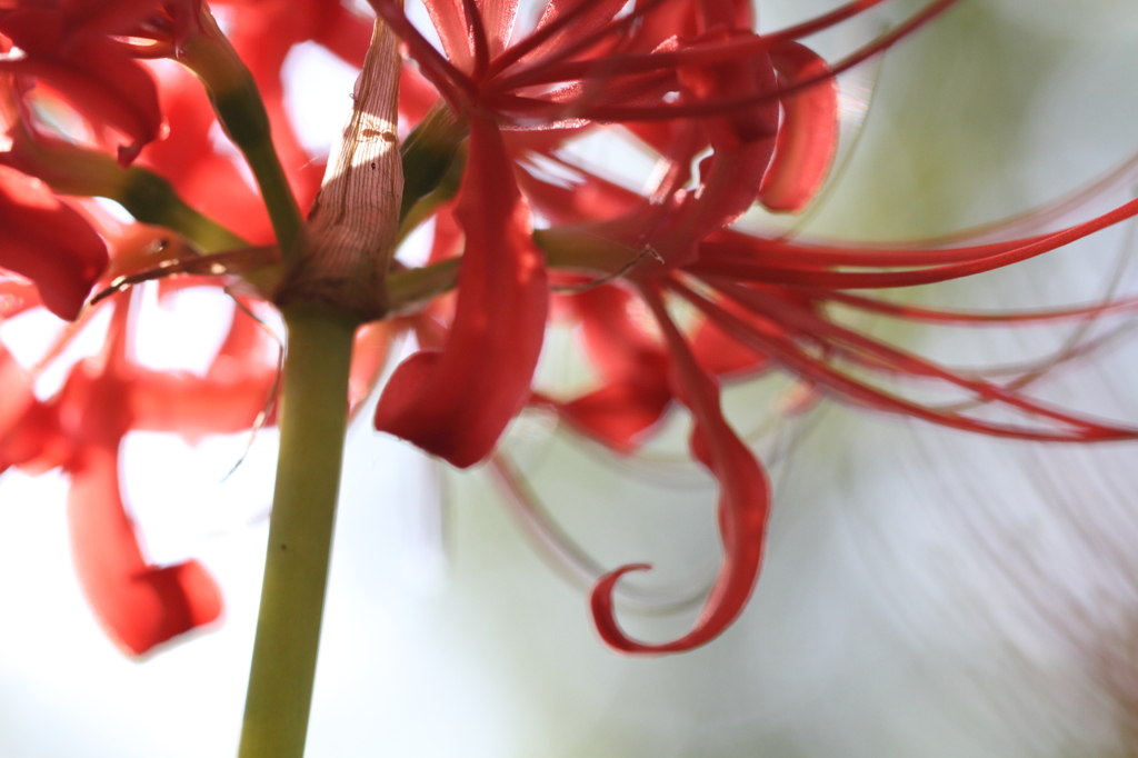 天上の花～小さな命をのせて～