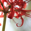 天上の花～小さな命をのせて～