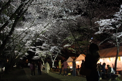 夜桜