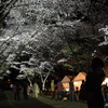 夜桜