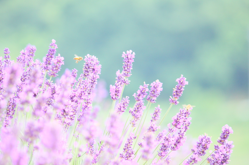 Paradise of honey bee 