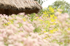 和の秋の花園