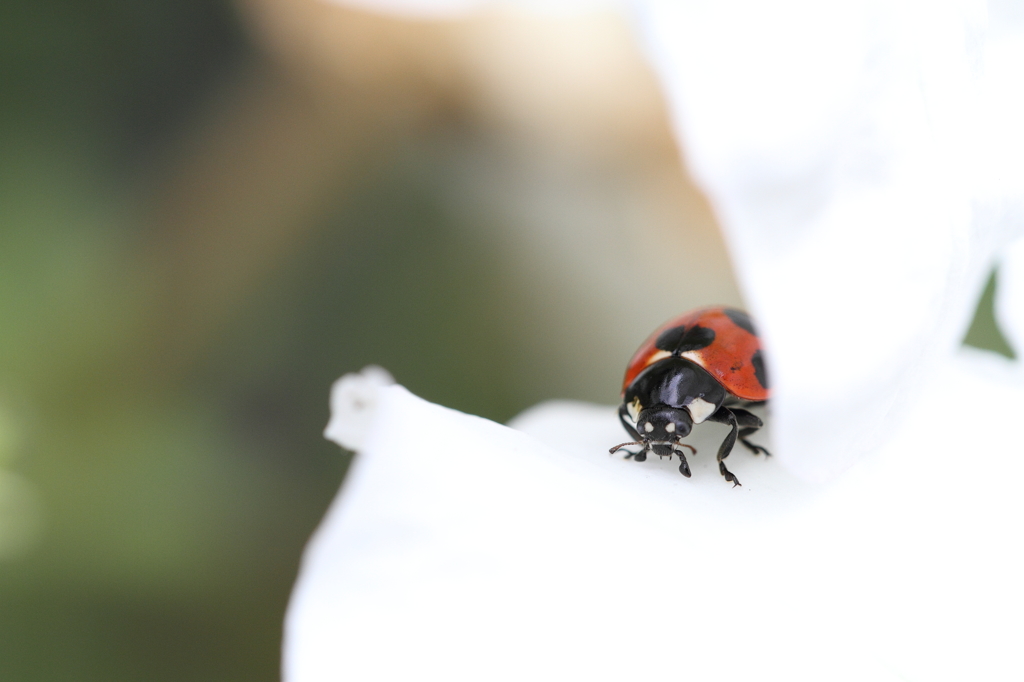 a shy ladybug