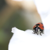a shy ladybug