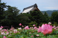 夏の想い出Ⅱ