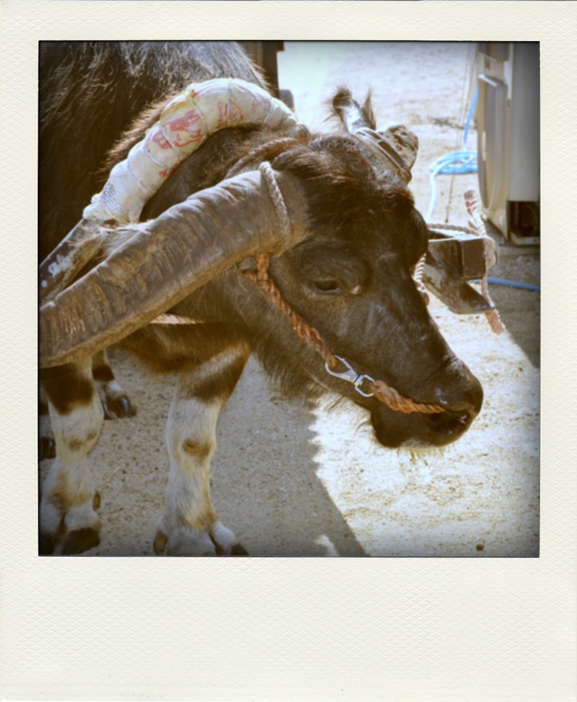 2009_Ishigaki 137-pola